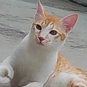 Missing: White-Brown Mix Male Indie Cat from Pipe Line road, Near Chavra Church, Ejipura