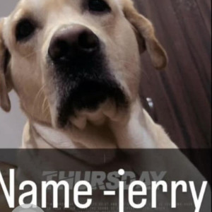 Missing: White Male Labrador Dog from DB Gupta Road, Bali Nursing Home