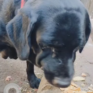 Found: Black Female Labrador Dog from Airoli ward office