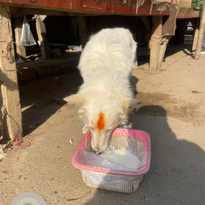 Missing: Pink Male Indian Spitz Dog from Sector 119 Sabzi Mandi