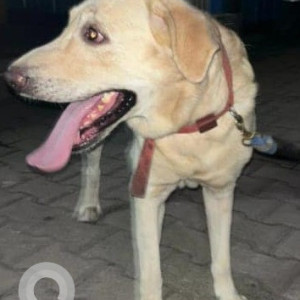 Found: White Male Labrador Dog from Choolaimadu, Chennai