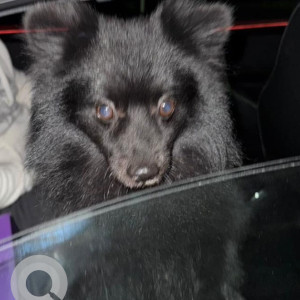 Found: Black Male Indie Dog from Sector 69 and Sector 70,  Mohali
