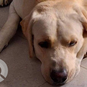 Found: Brown Not Available Labrador Dog from Thane, Mumbai