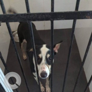 Missing: Brown Female Indie Dog from Thane, Charai