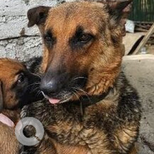 Missing: Black and Brown Female German Shepherd Dog from Nehru Park in Delhi