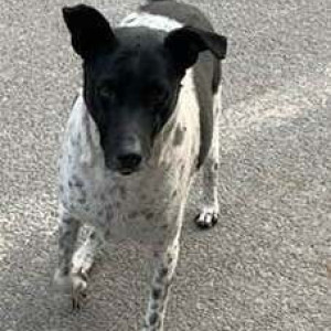 Missing: Black and White Male Indie Dog from Rajouri Garden, Kirti Nagar, Delhi Cantt, Maya Puri