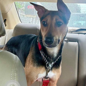 Missing: Black and Brown Male Indie Dog from Lower Parel Station