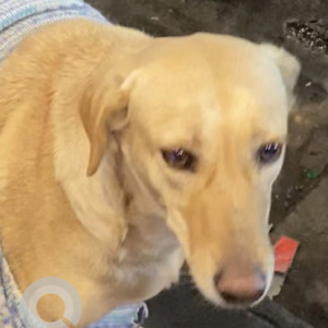 Found: Golden Not Available Labrador Dog from Choti chaupar,Chandpole, Jaipur