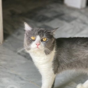 Missing: White and Grey Female Persian Cat from Rashid Minhas Rd, Block 20 Gulistan-e-Johar, Karachi