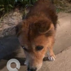 Found: Brown Male Indie Dog from Hiranandani, Akshaya Nagara, on the DLF side