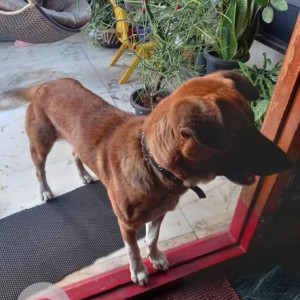 Found: Brown Male Indie Dog from Malleshpalya