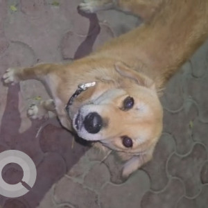 Missing: White Male Indie Dog from Sector 100, Lotus Boulevard