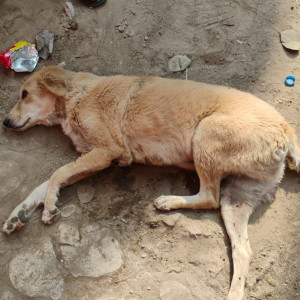 Missing: Brown Female Indie Dog from Rohini sector 15 G block Kali Mandir