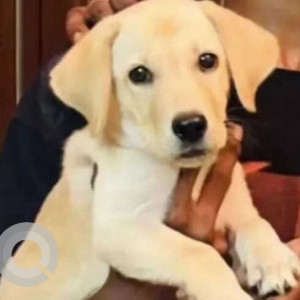 Missing: White Female Labrador Dog from Pallikaranai