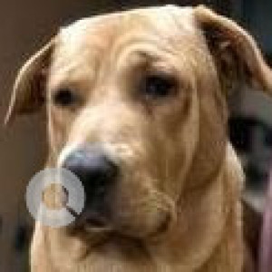 Missing: Brown Male Labrador Dog from Kullappa circle