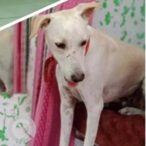 Found: White Male Indie Dog from Lucknow, Indra Nagar, Picnic Spot Road, Basant Vihar, Faridi Naga