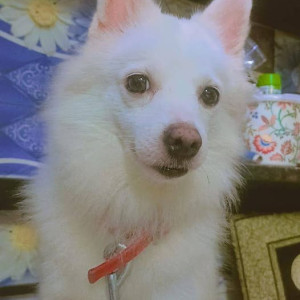Missing: White Female Pomeranian Dog from Factory Lane, behind ambaji sham temple, near gokhale high school, shimpoli, Borivali west