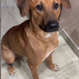 Missing: Brown Male Indie Dog from Alaknanda pet clinic towards Jamia hamdard