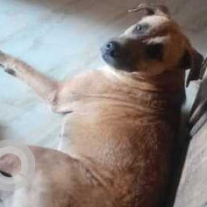 Found: Brown Male Indie Dog from Nallasopara Virar, Vasai, Mumbai