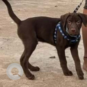 Missing: Brown Male Indie Dog from Rabale, MIDC