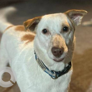 Missing: White-Brown Mix Male Indie Dog from Dr. Ambedkar road, mulund west