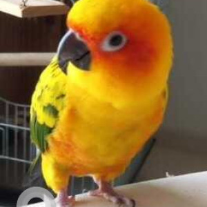 Missing: Orange Female Sun Conure Bird from Jogeshwari East Road No 5 to 1 or near Mogra Metro