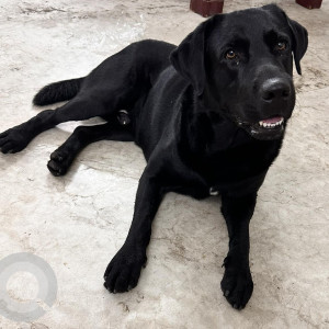 Missing: Black Male Black labrador Dog from Ushodaya enclave, madinaguda