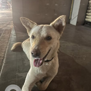 Found: White Male Indie Dog from JP Nagar Phase 7, near Elita