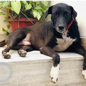 Missing: Black Male Indie Dog from E block, GK2