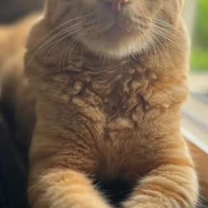 Missing: Orange Male Ginger cat Cat from Kodihalli, Indiranagar
