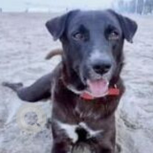 Missing: Black and White Male Indie Dog from Juhu Beach near Novotel