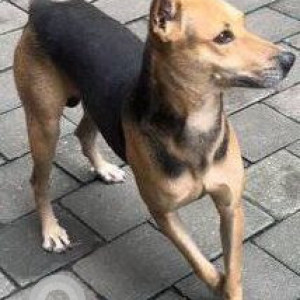 Missing: Black and Brown Male Indie Dog from Evershine Taki