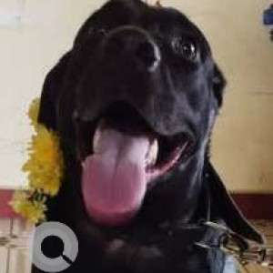Missing: Black Male Labrador Dog from Ayappathangal, Kattupakkam