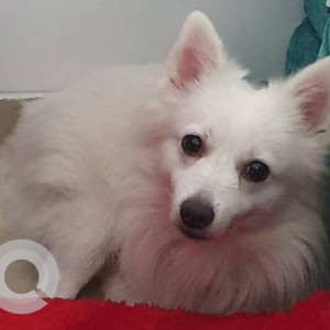 White Male Pomeranian Dog is Missing from Indira Nagar (Kalyan West)