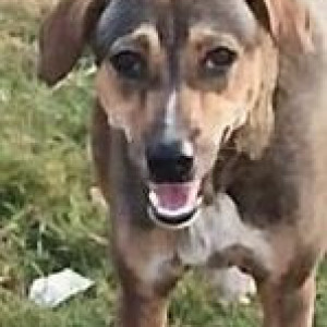 Found: Black and Brown Female Indie Dog from Sector 3 Play Ground Of Charkop Kandivali West