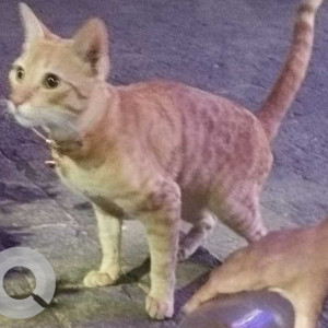 Found: Orange Not Available Tabby Cat from Kandivali west, Mahavir nagar