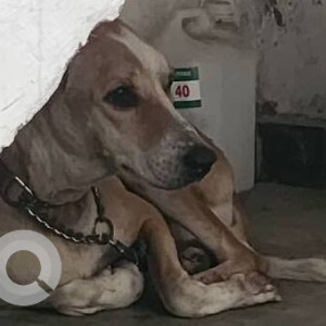 Found: White-Brown Mix Male Indie Dog from Karapakkam area