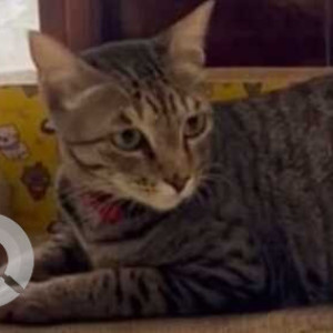 Missing: White and Grey Female Indie Cat from Gurgaon, Faridabad Toll