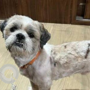 Found: Black and White Male Shih Tzu Dog from Nakole Bandlaguda, opposite Indu Aranya Villas