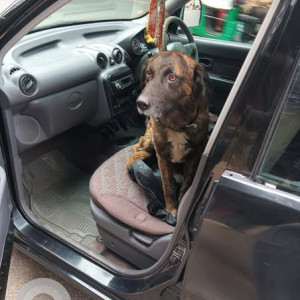 Found: Black and Brown Male Indie Dog from Windsor Manor