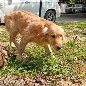 Found: Golden Male Golden Retriever Dog from Koramangala, Bengaluru
