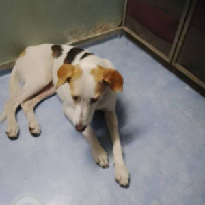 Missing: Black and White Male Indie Dog from Mavani 5 no. Malad West