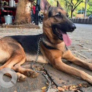 Missing: Black and Brown Female German Shepherd Dog from Antophill area