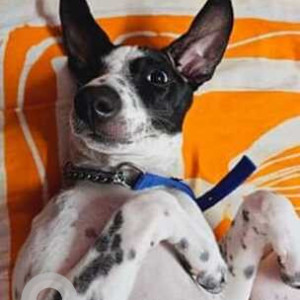 Missing: Black and White Female Indie Dog from Jaffarpur Checkpost, Barrackpore