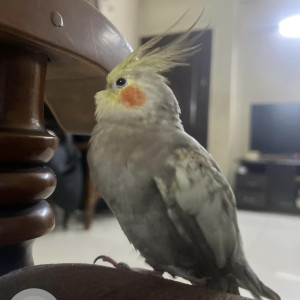 Missing: Grey Male Pearl cockatiel Parrot from Real Value Sai Brindavan Flats, Adambakkam