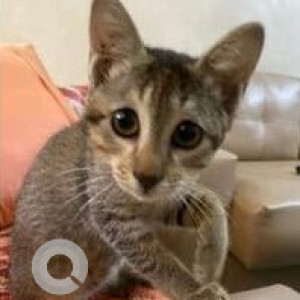 Missing: Grey-White Mix Female Indie Cat from Bandra ,Khar