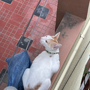 Found: White-Brown Mix Female Indie Cat from Hebbal, Bangalore; near the Police station
