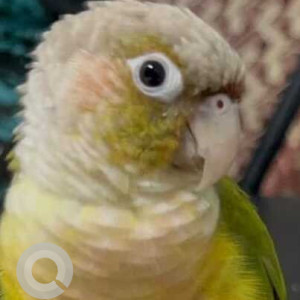 Missing: Green Male Pineapple Conure Bird from D G Ruparel college, matunga west