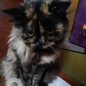 Missing: White and Grey Female Persian Cat from Chelekere Kalyan Nagar Extension