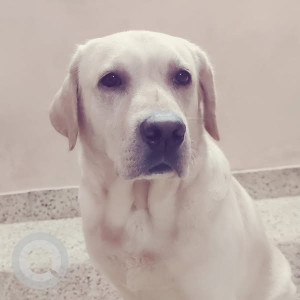 Missing: White Male Labrador Dog from Kamakya